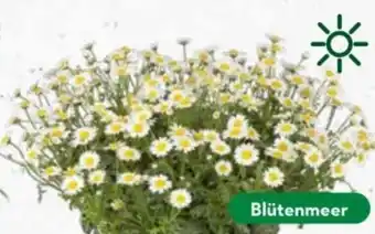 Bellaflora Margeriten Angebot