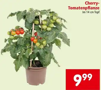 Interspar Cherry- Tomatenpflanze Angebot