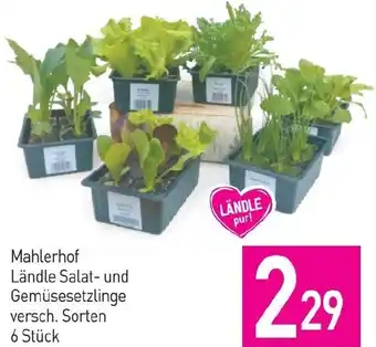 Sutterlüty Mahlerhof Ländle Salat- und Gemüsesetzlinge Angebot