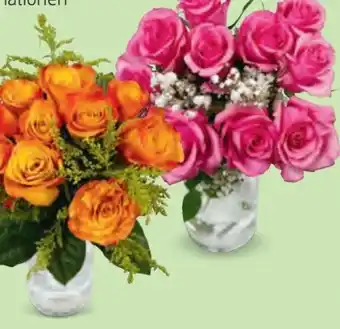 Hofer Rosenbouquet Angebot