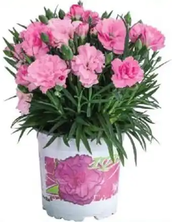 Dehner NELKE Angebot