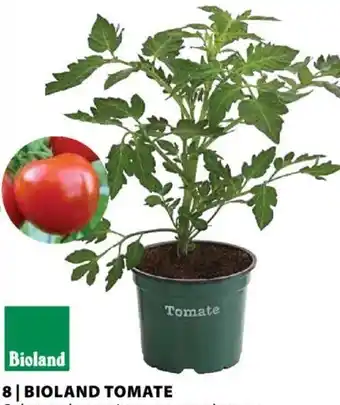 Dehner BIOLAND TOMATE Angebot
