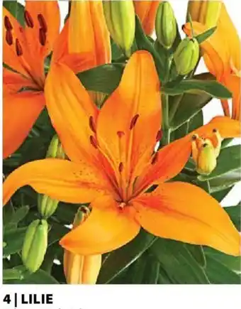 Dehner LILIE Angebot