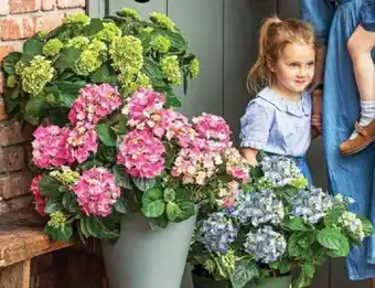 Dehner HORTENSIE Angebot