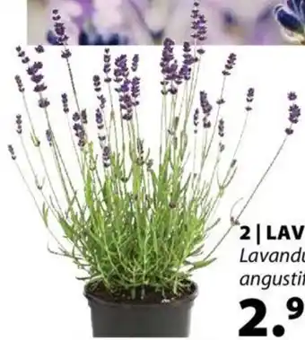 Dehner LAVENDEL Angebot