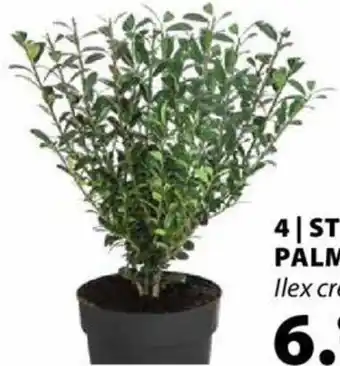 Dehner STECH- PALME Angebot