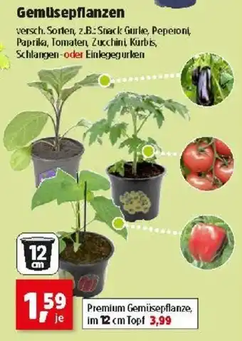 Thomas Philipps Gemüsepflanzen Angebot