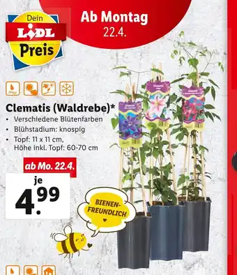 Lidl Clematis Waldrebe Angebot