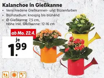 Lidl Kalanchoe in Gießkanne Angebot