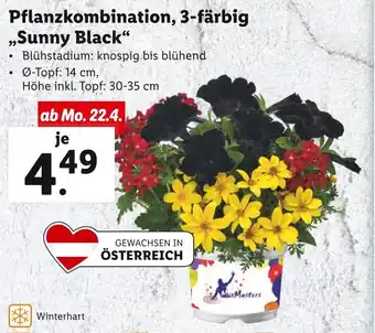 Lidl Pflanzkombination, 3-färbig Sunny Black Angebot