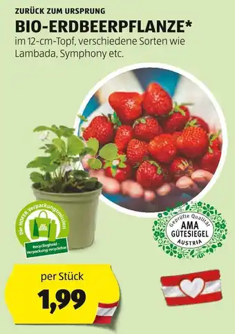 Hofer BIO-ERDBEERPFLANZE Angebot