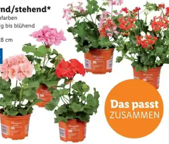 Lidl Geranien Hängend Angebot