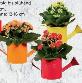Lidl Kalanchoe Angebot