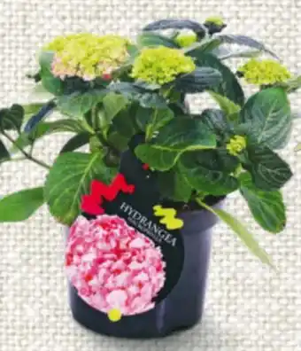 Billa Gartenhortensien Angebot
