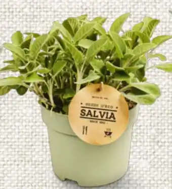 Billa Riesenkräuter Angebot