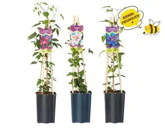 Lidl Clematis (Waldrebe) versch. Blütenfarben Lidl 1 Stück Angebot