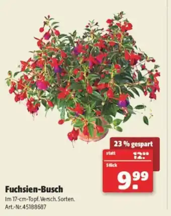 Hagebau Fuchsien-Busch Angebot