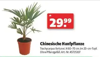 Hagebau Chinesische Hanfpflanze Angebot