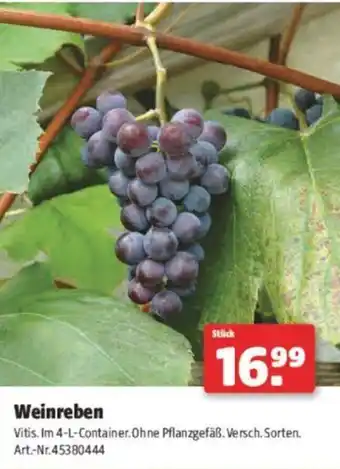 Hagebau Weinreben Angebot