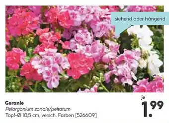 Hellweg Geranie Angebot
