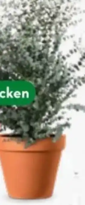 Bellaflora Eucalyptus Busch Angebot