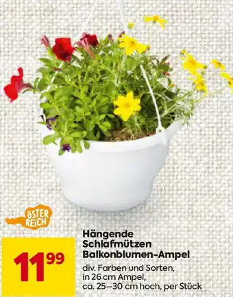 Billa Hängende Schlafmützen Balkonblumen-Ampel Angebot