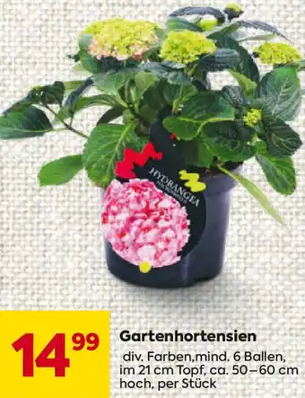 Billa Gartenhortensien Angebot