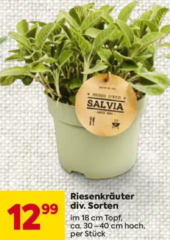 Billa Riesenkräuter Angebot