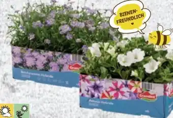 Lidl Beet-Balkonpflanzen Angebot