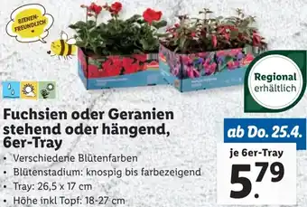 Lidl Fuchsien oder Geranien stehend oder hängend Angebot