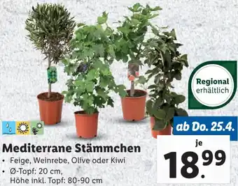 Lidl Mediterrane Stämmchen Angebot