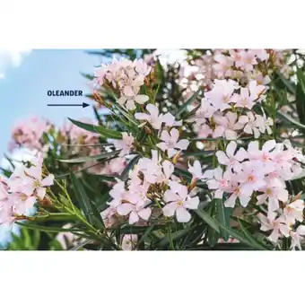Hofer Oleander HOFER 1 Stück Angebot