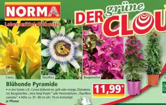 Norma Blühende Pyramide Angebot