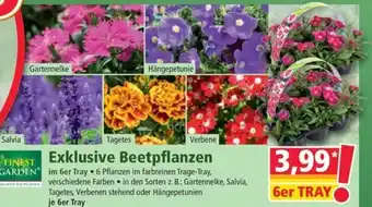 Norma Exklusive Beetpflanzen Angebot