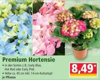 Norma Premium Hortensie Angebot