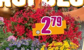 Hornbach Hängende Pelargonie Angebot