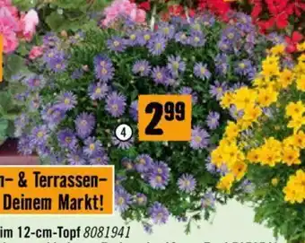 Hornbach Blaues Gänseblümchen Angebot