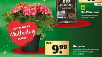 Hagebau Hortensie Angebot