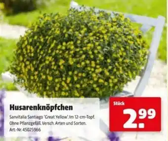 Hagebau Husarenknöpfchen Angebot