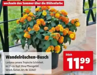 Hagebau Wandelröschen-Busch Angebot