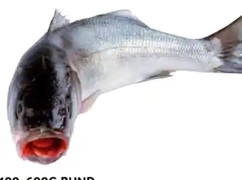 Transgourmet Wolfsbarsch Angebot