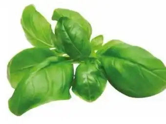 Transgourmet Basilikum Angebot