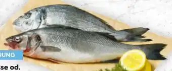 Billa Goldbrasse Angebot