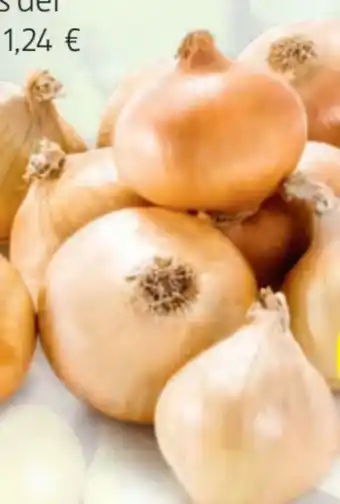 Hofer Bio Zwiebeln Angebot
