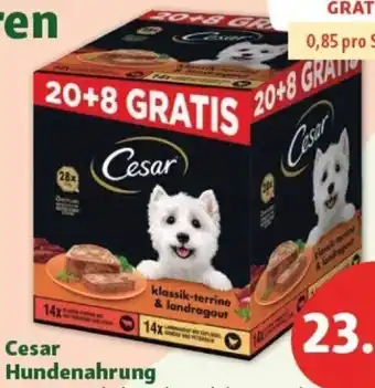 Fressnapf Cesar Hundenahrung Angebot