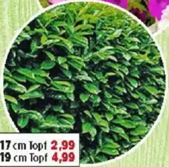 Thomas Philipps Kirsch- lorbeer Angebot