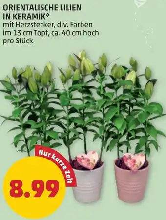 PENNY ORIENTALISCHE LILIEN IN KERAMIK Angebot