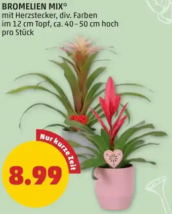 PENNY BROMELIEN MIX Angebot