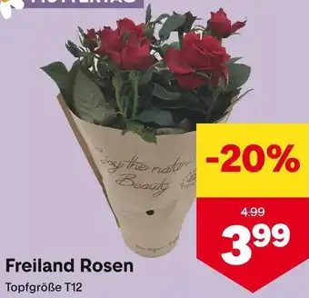 MPreis Freiland Rosen Angebot
