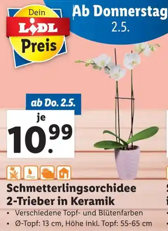 Lidl Schmetterlingsorchidee 2-Trieber in Keramik Angebot